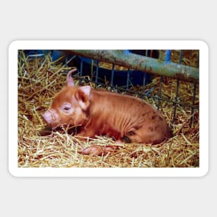 Sleepy Brown-Spotted Piglet Sticker